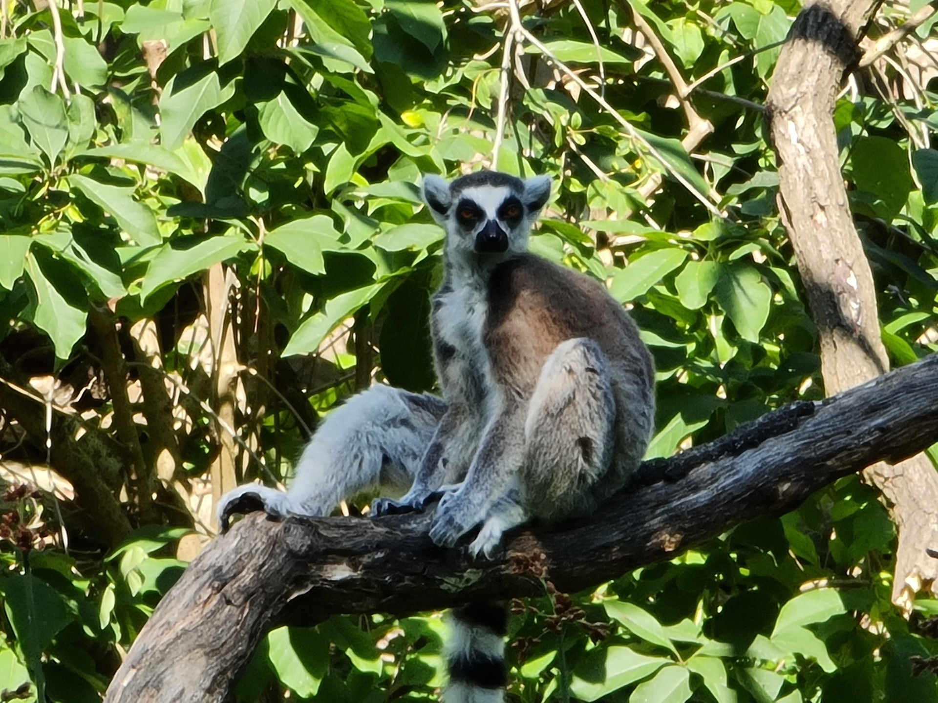 Samsung Galaxy Note20 Ultra 5G