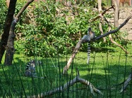 Samsung Galaxy Note20 Ultra 5G