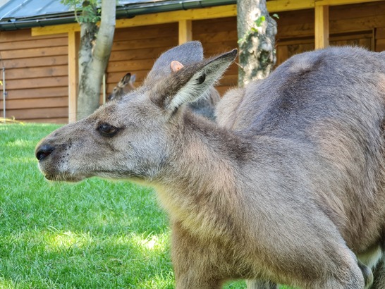 Samsung Galaxy Note20 Ultra 5G