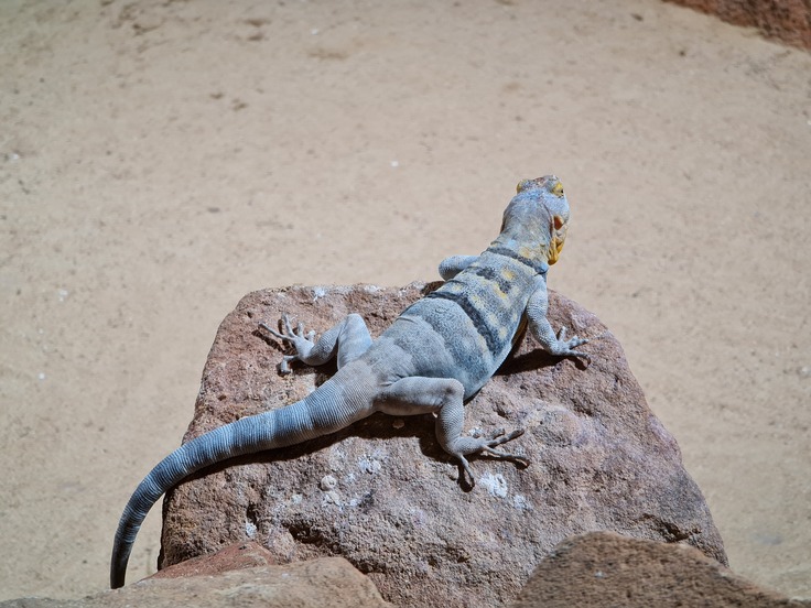 Samsung Galaxy Note20 Ultra 5G