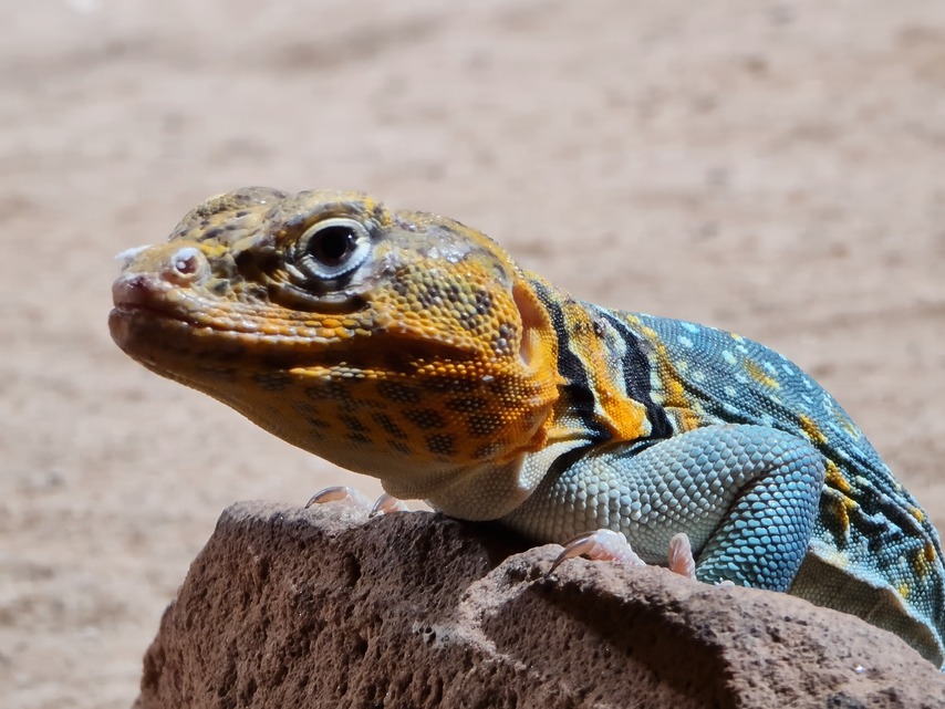 Samsung Galaxy Note20 Ultra 5G