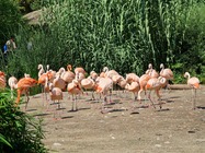 Samsung Galaxy Note20 Ultra 5G