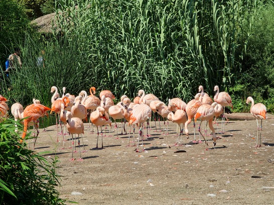 Samsung Galaxy Note20 Ultra 5G