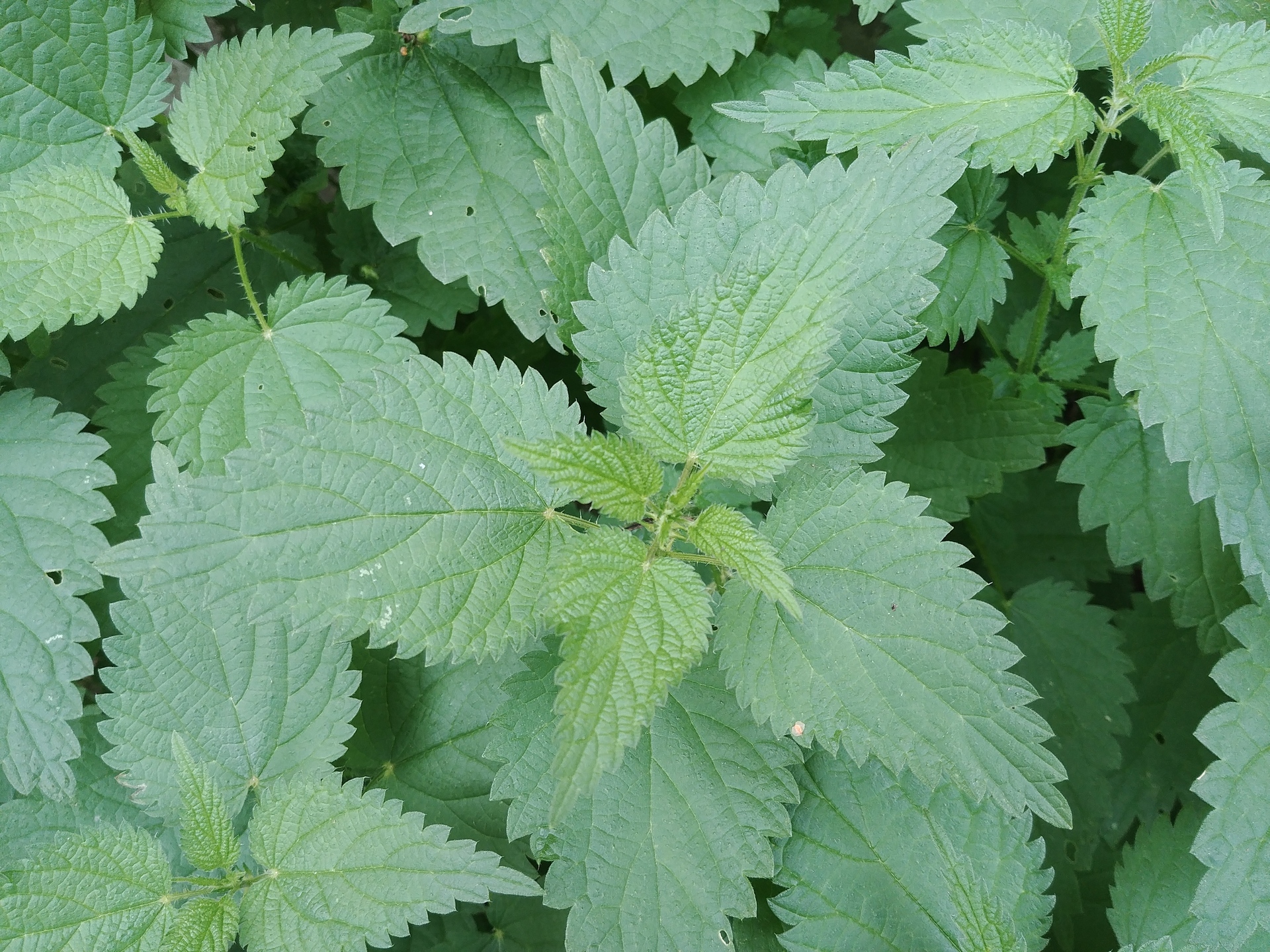 Samsung Galaxy Note8