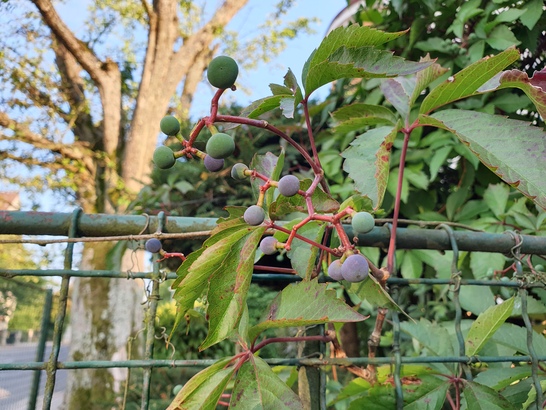 Samsung Galaxy Note9