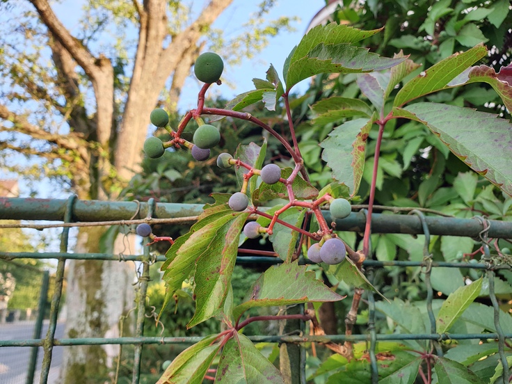 Samsung Galaxy Note9