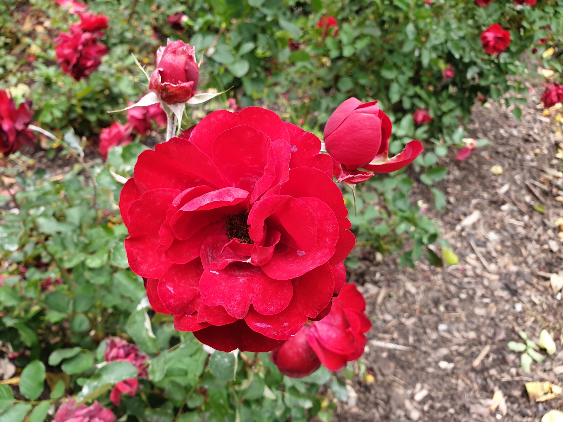 Samsung Galaxy Note9