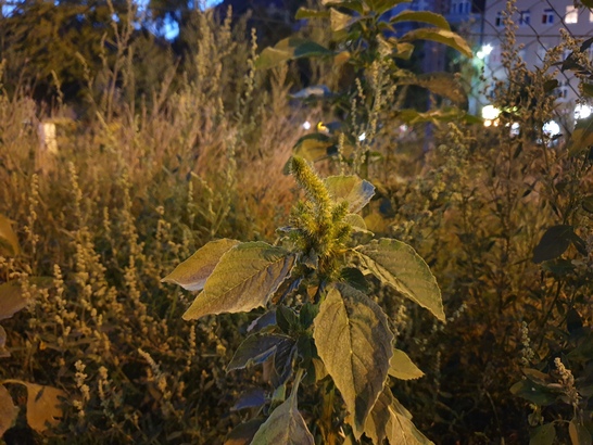 Samsung Galaxy Note9