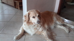 Samsung Galaxy NotePRO 12.2 Wi-Fi