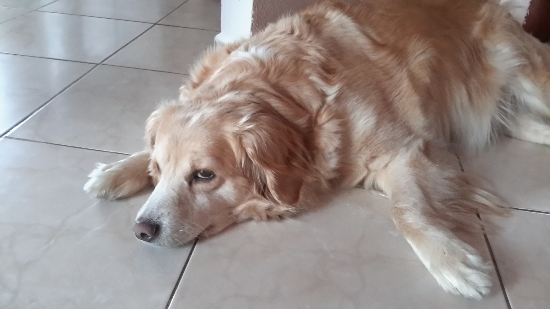 Samsung Galaxy NotePRO 12.2 Wi-Fi