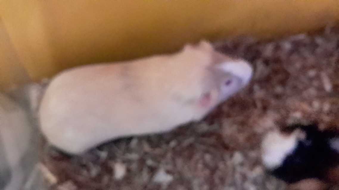 Samsung Galaxy NotePRO 12.2 Wi-Fi