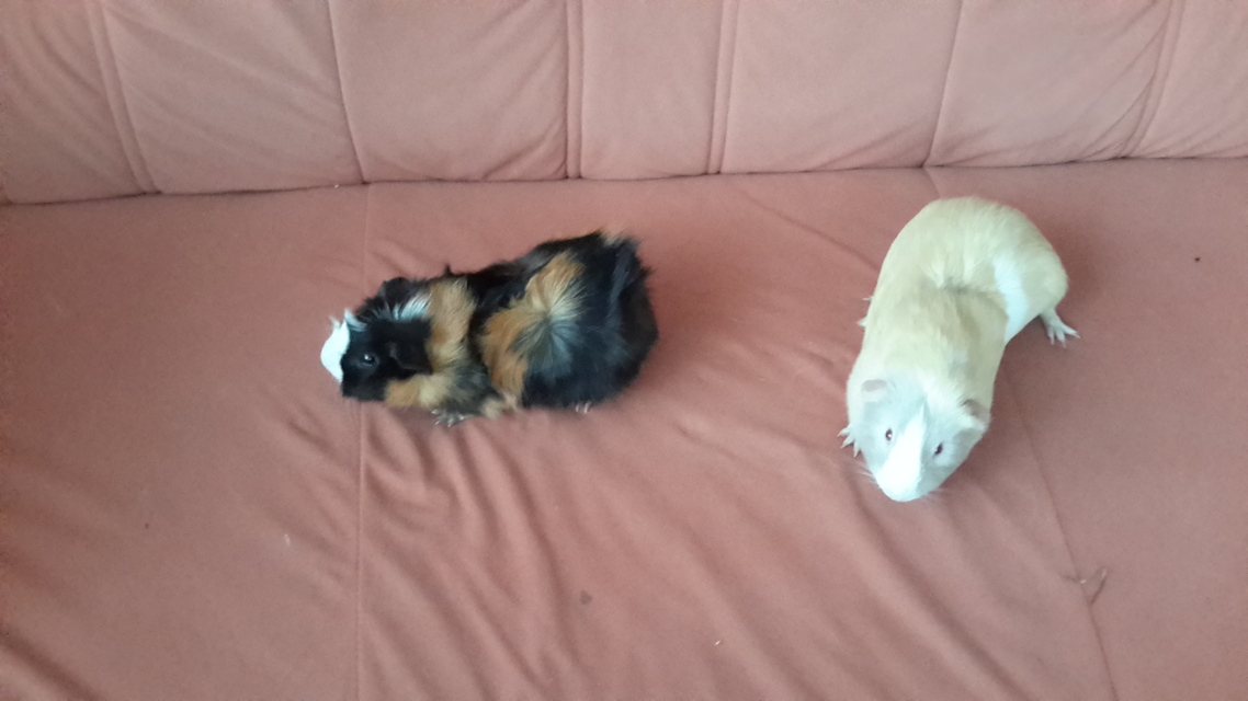 Samsung Galaxy NotePRO 12.2 Wi-Fi