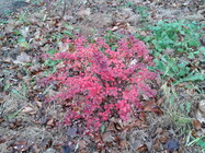 Samsung Galaxy S Advance