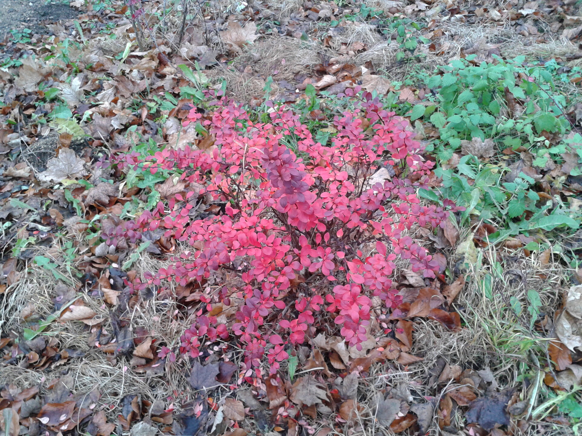 Samsung Galaxy S Advance