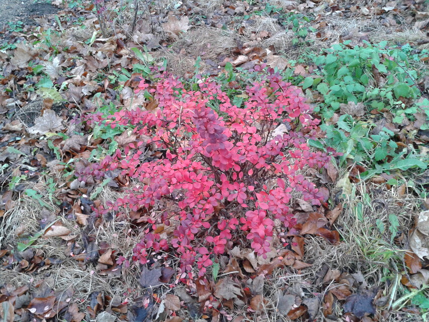 Samsung Galaxy S Advance