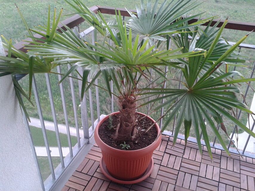 Samsung Galaxy S Advance