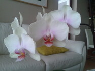 Samsung Galaxy S Advance