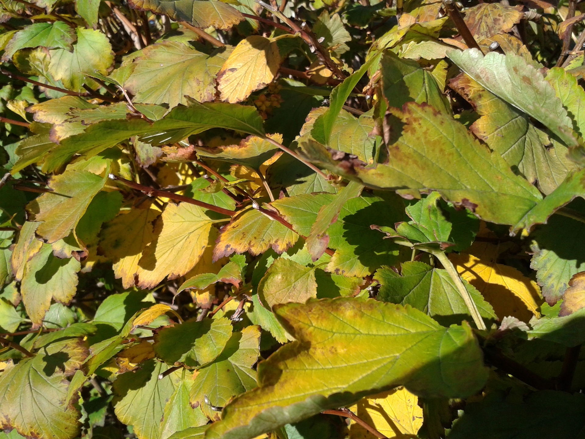 Samsung Galaxy S Duos