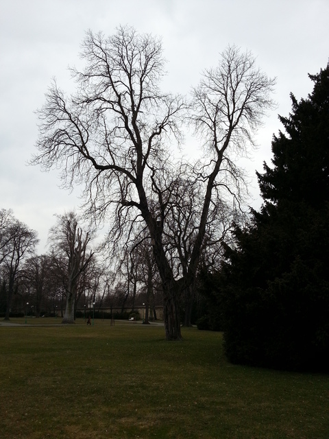 Samsung Galaxy S III