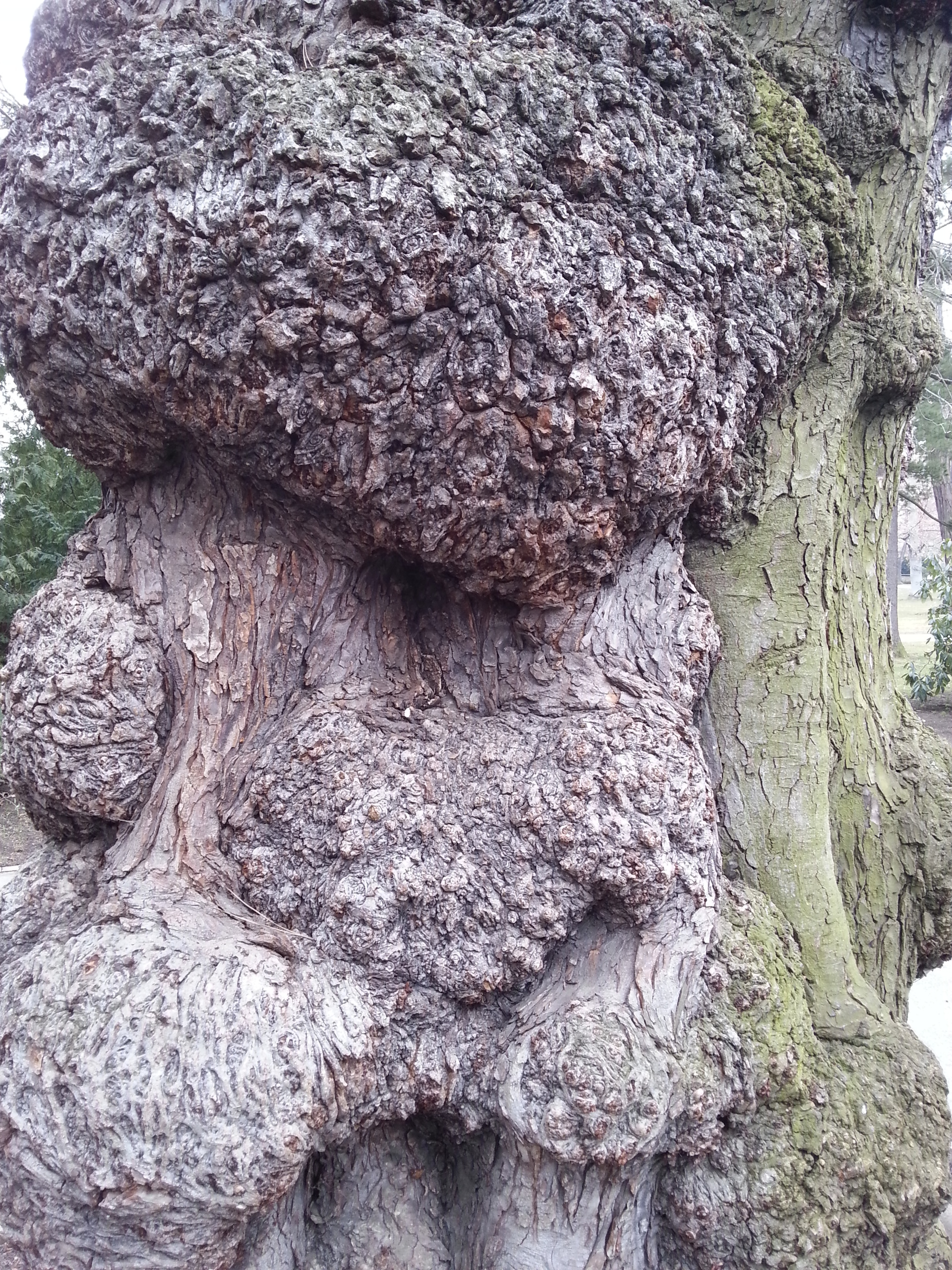 Samsung Galaxy S III