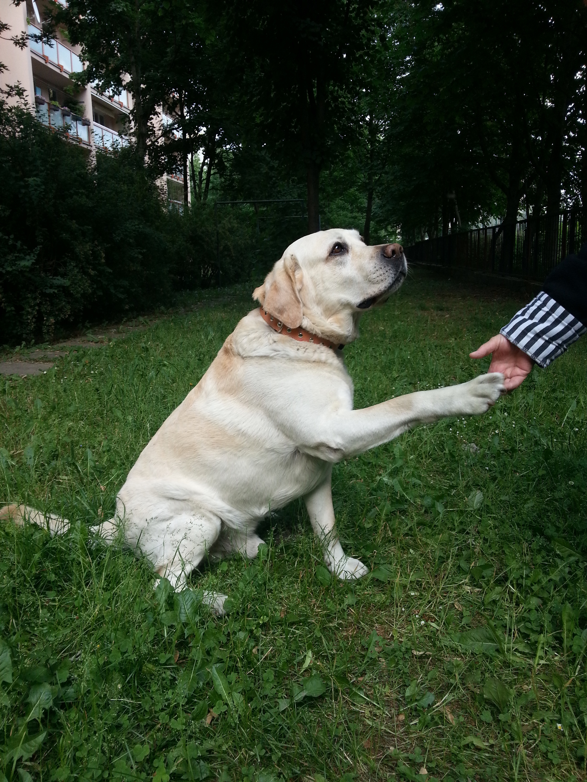 Samsung Galaxy S III