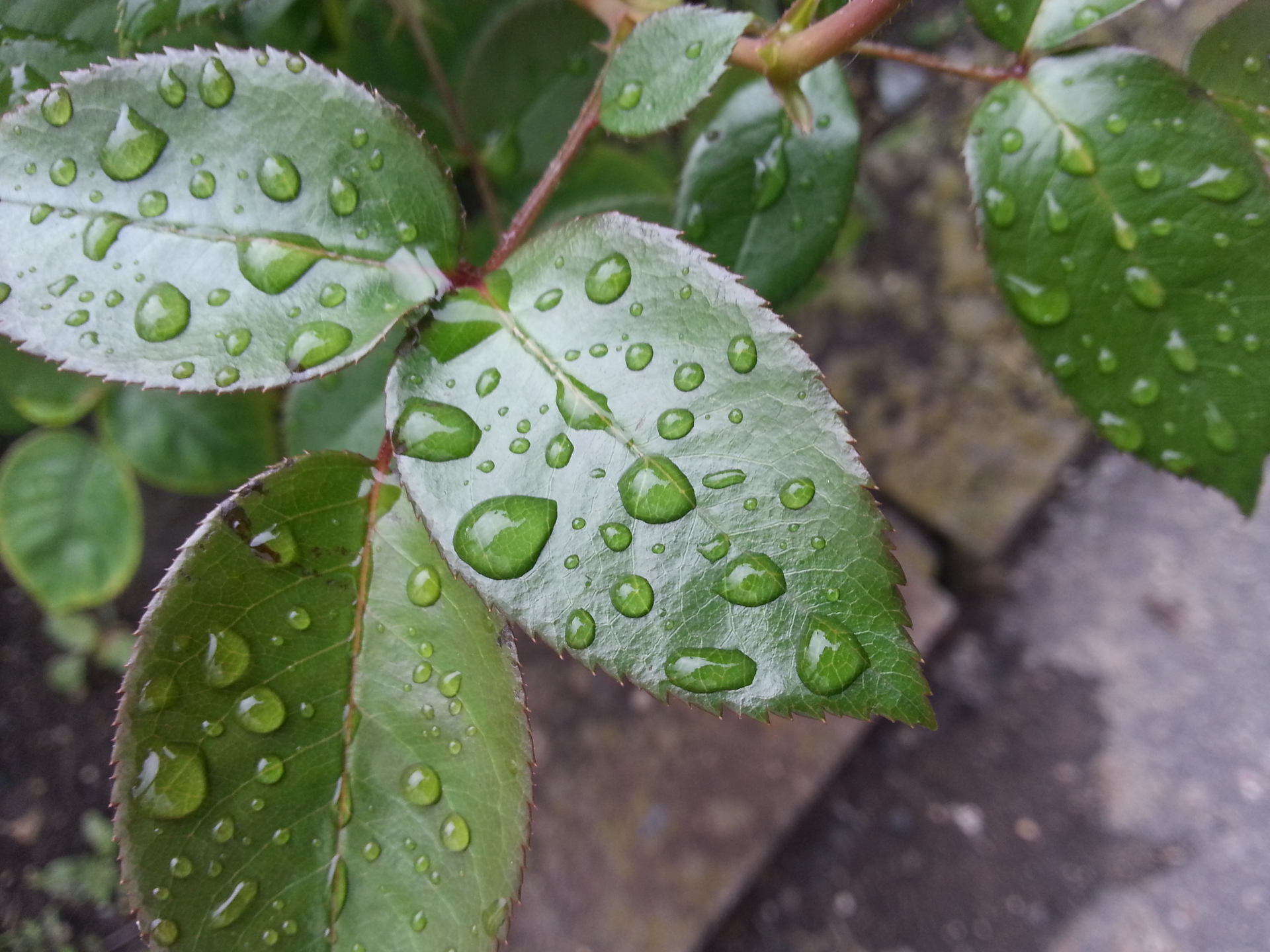 Samsung Galaxy S III