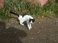 Samsung Galaxy S III