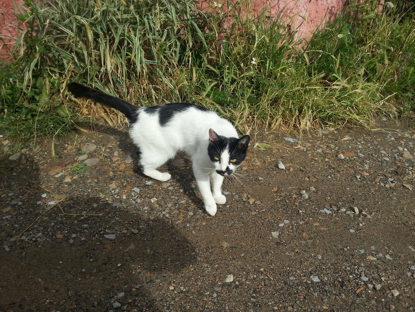 Samsung Galaxy S III