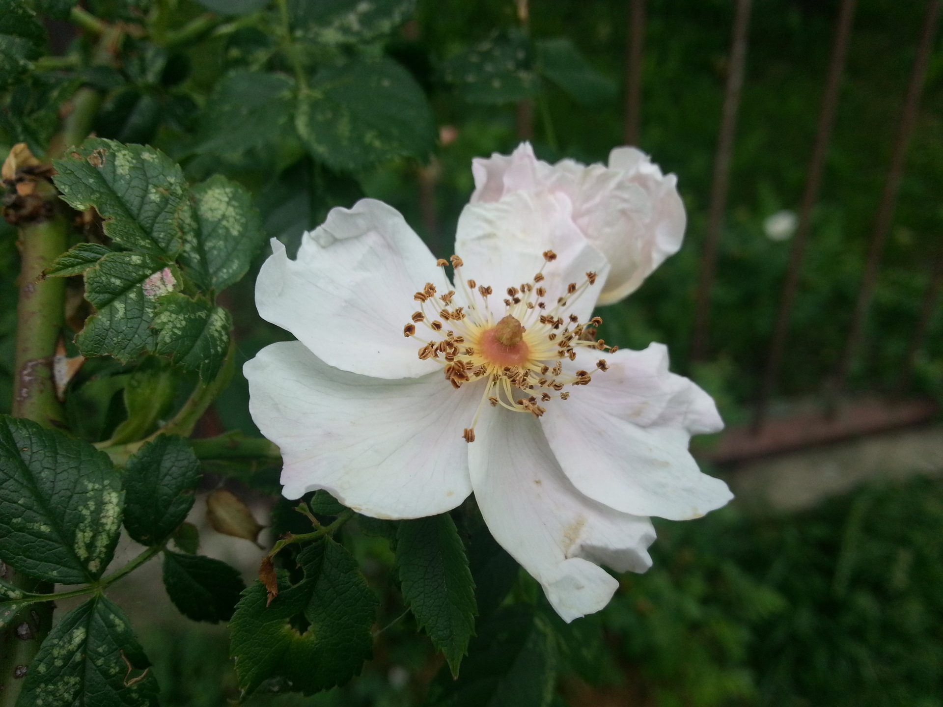 Samsung Galaxy S III