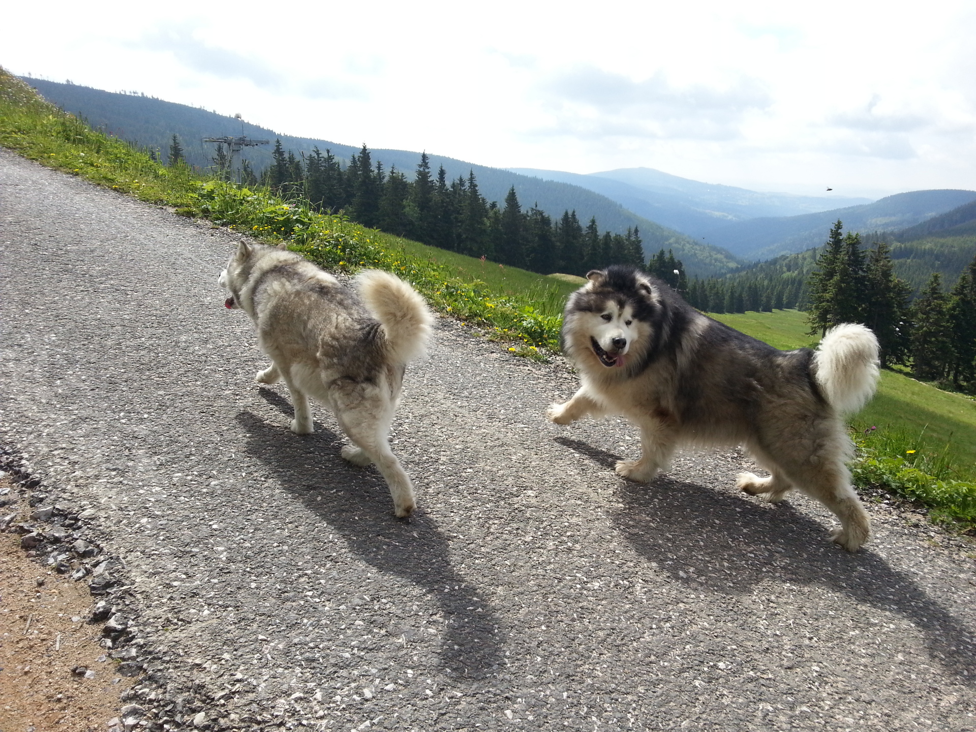 Samsung Galaxy S III