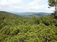 Samsung Galaxy S III