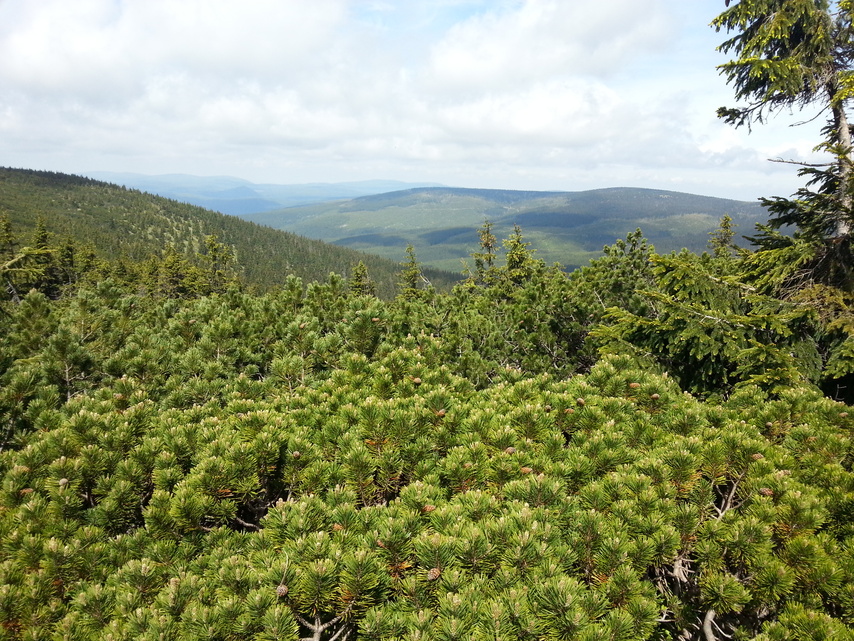 Samsung Galaxy S III