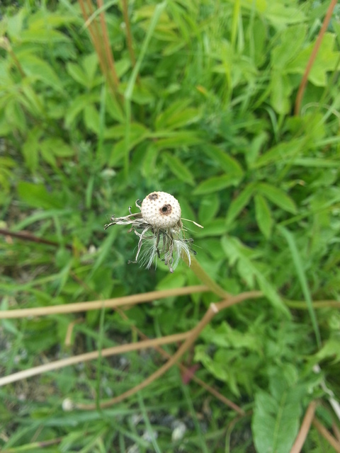 Samsung Galaxy S III