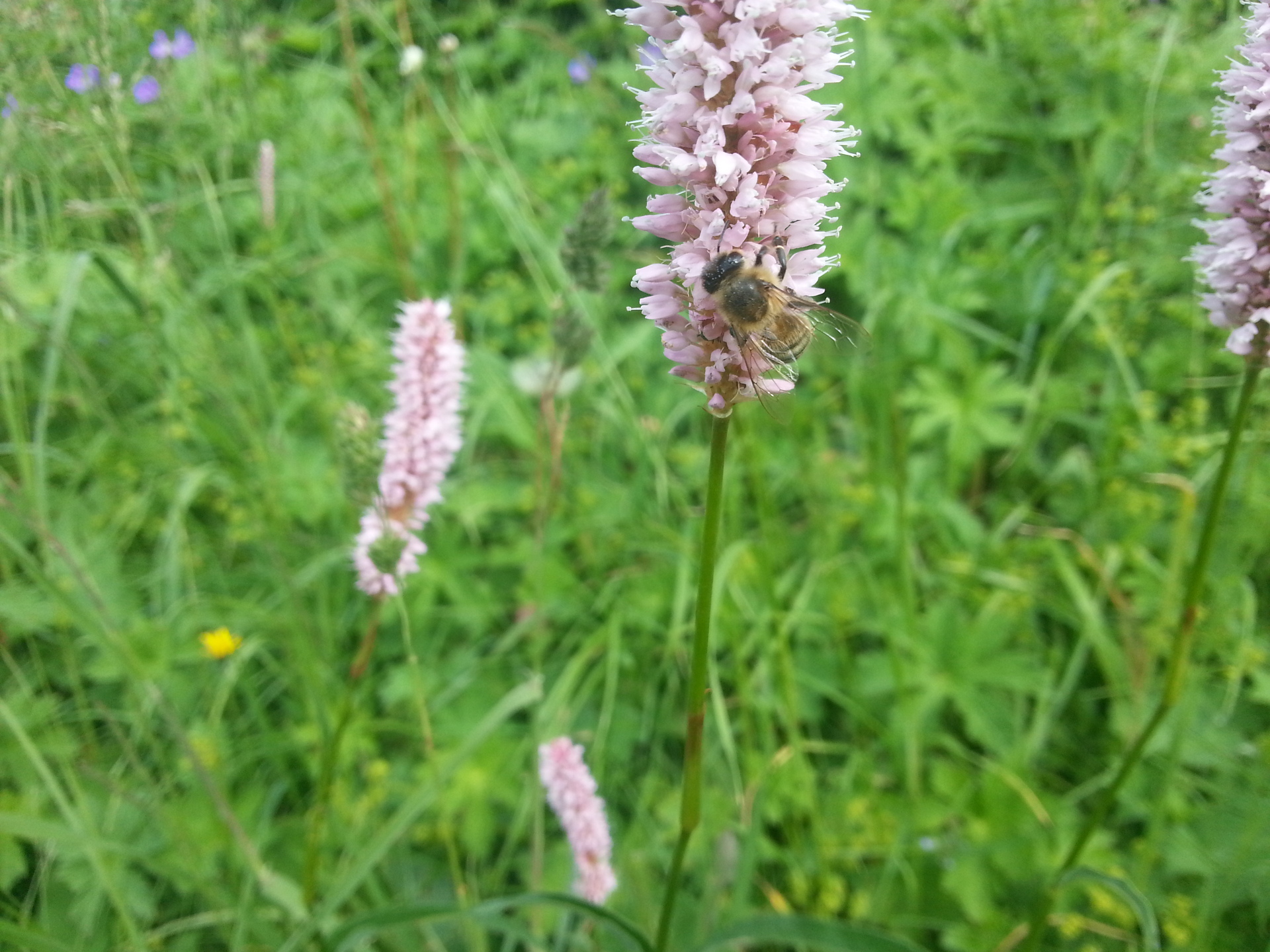 Samsung Galaxy S III