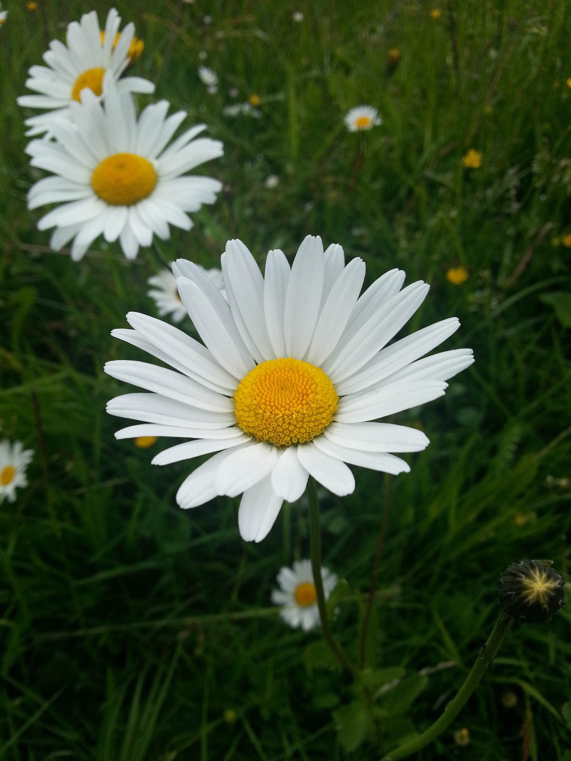 Samsung Galaxy S III