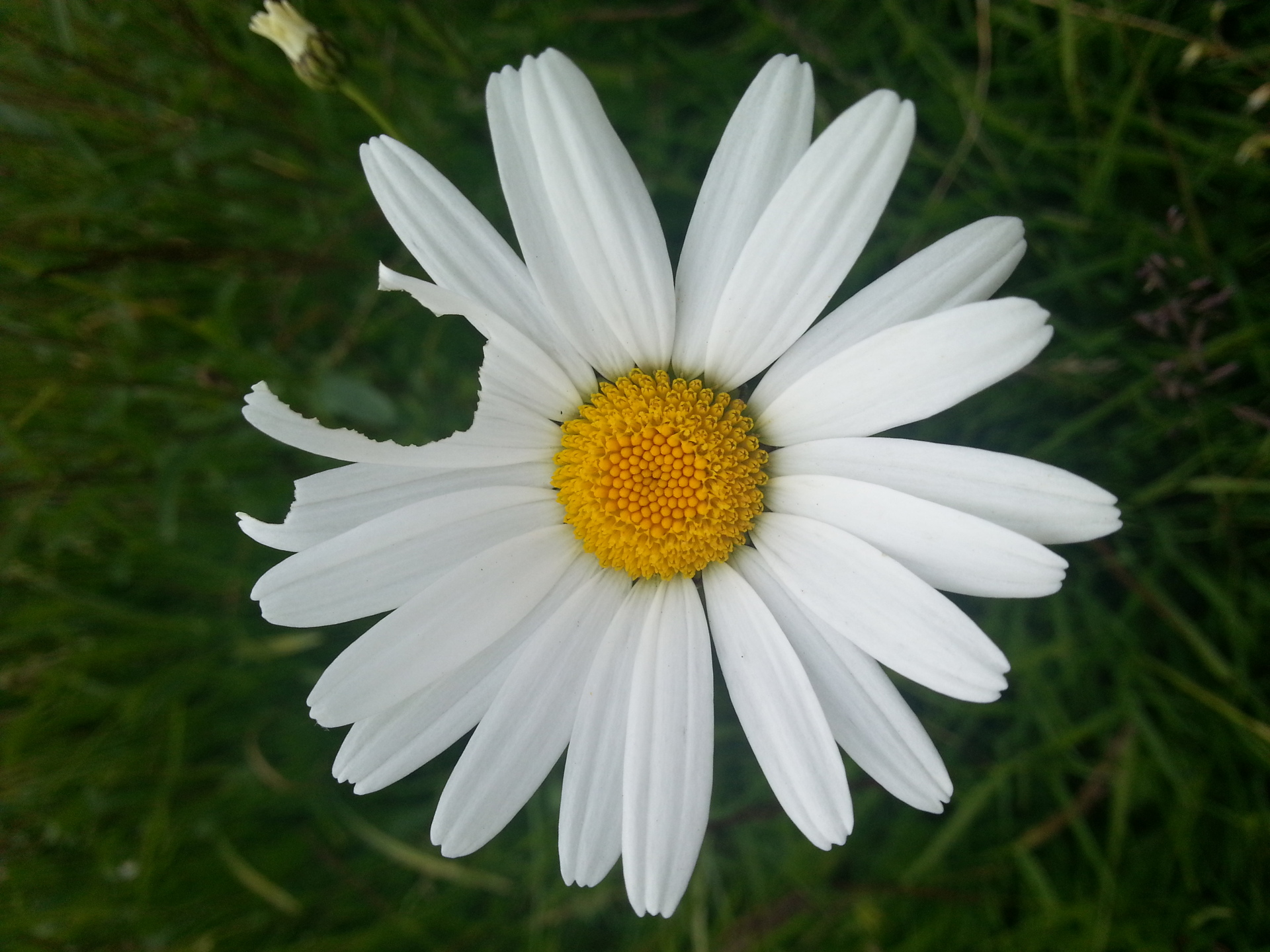 Samsung Galaxy S III