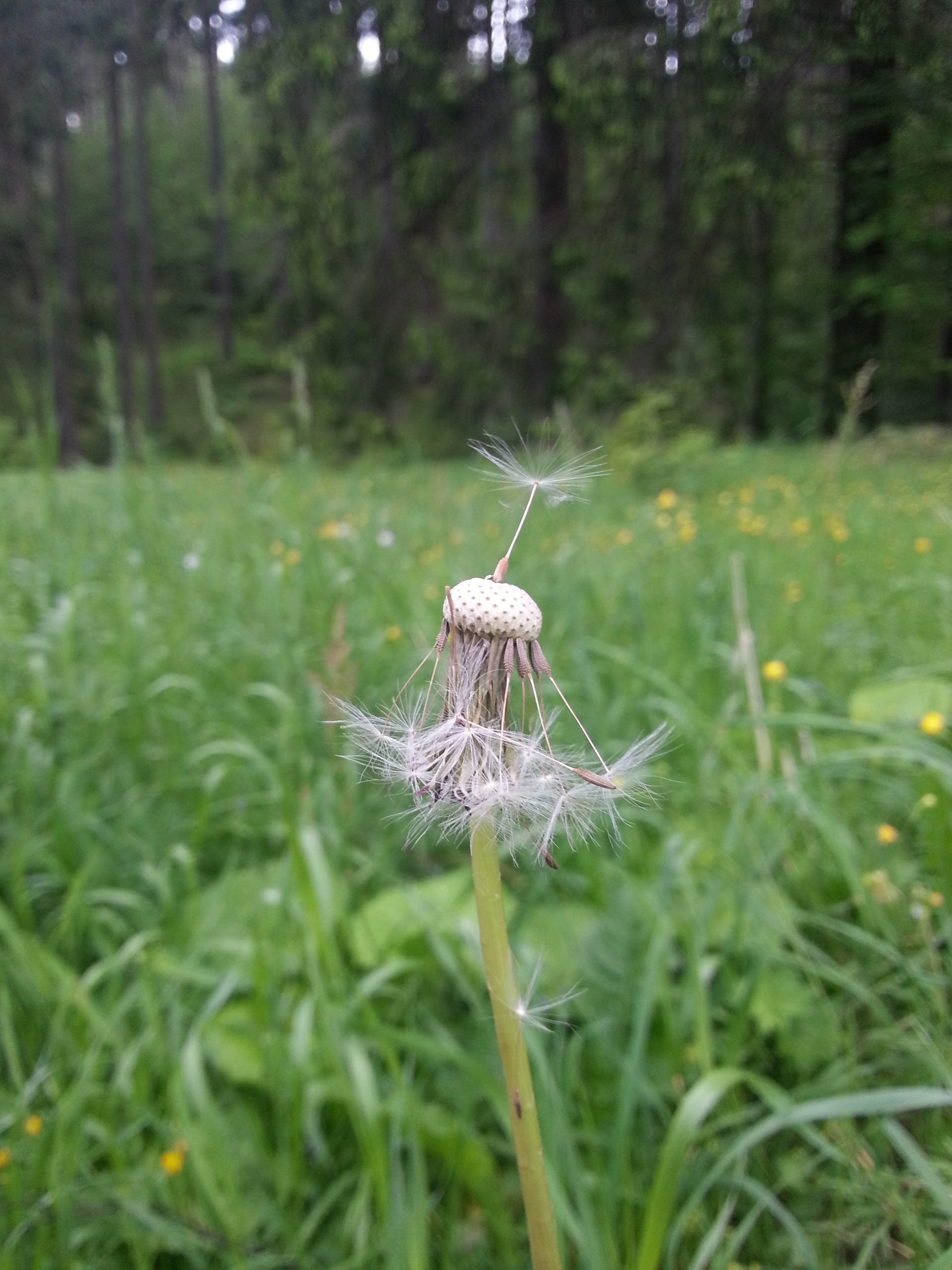 Samsung Galaxy S III