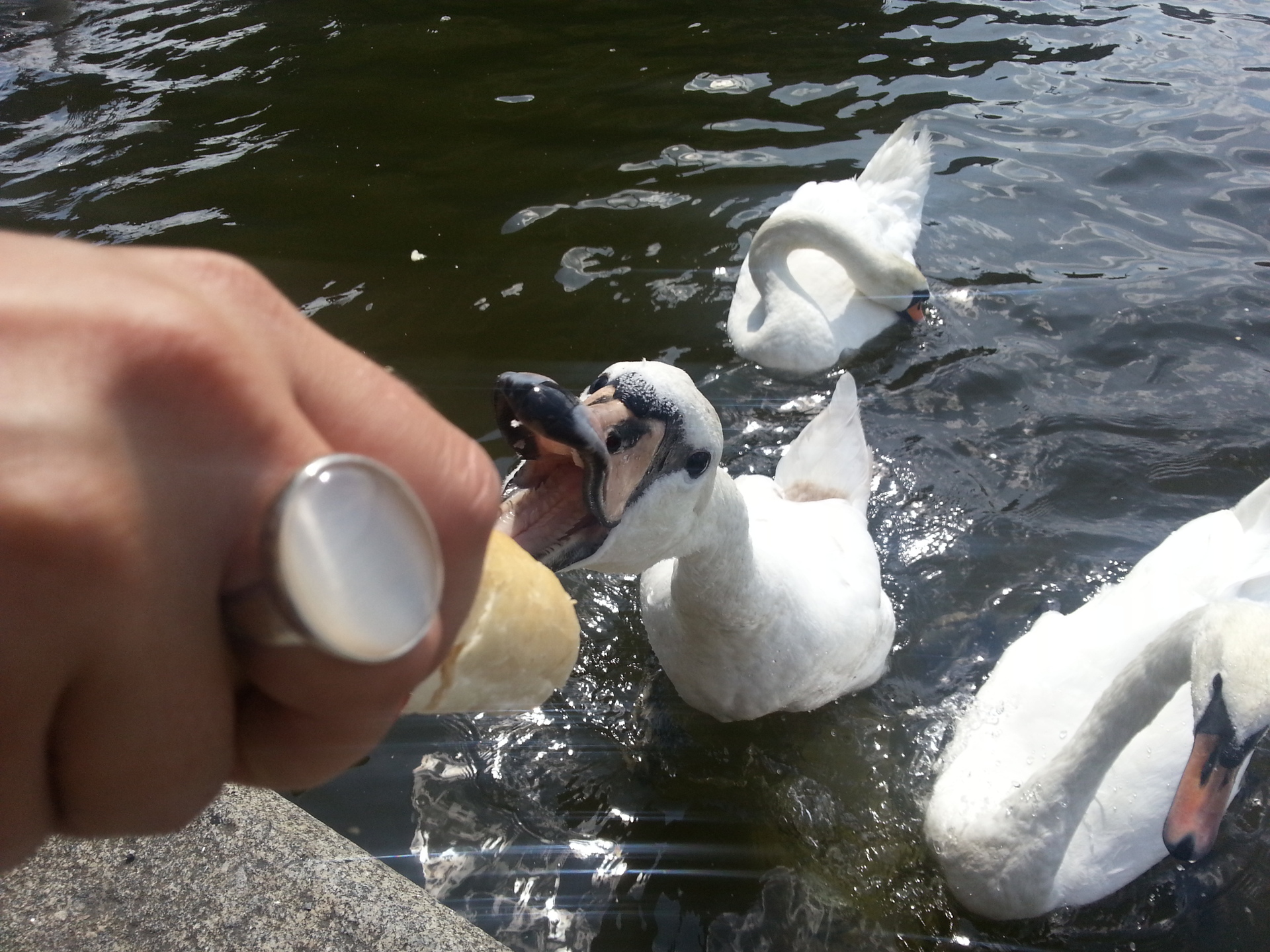 Samsung Galaxy S III