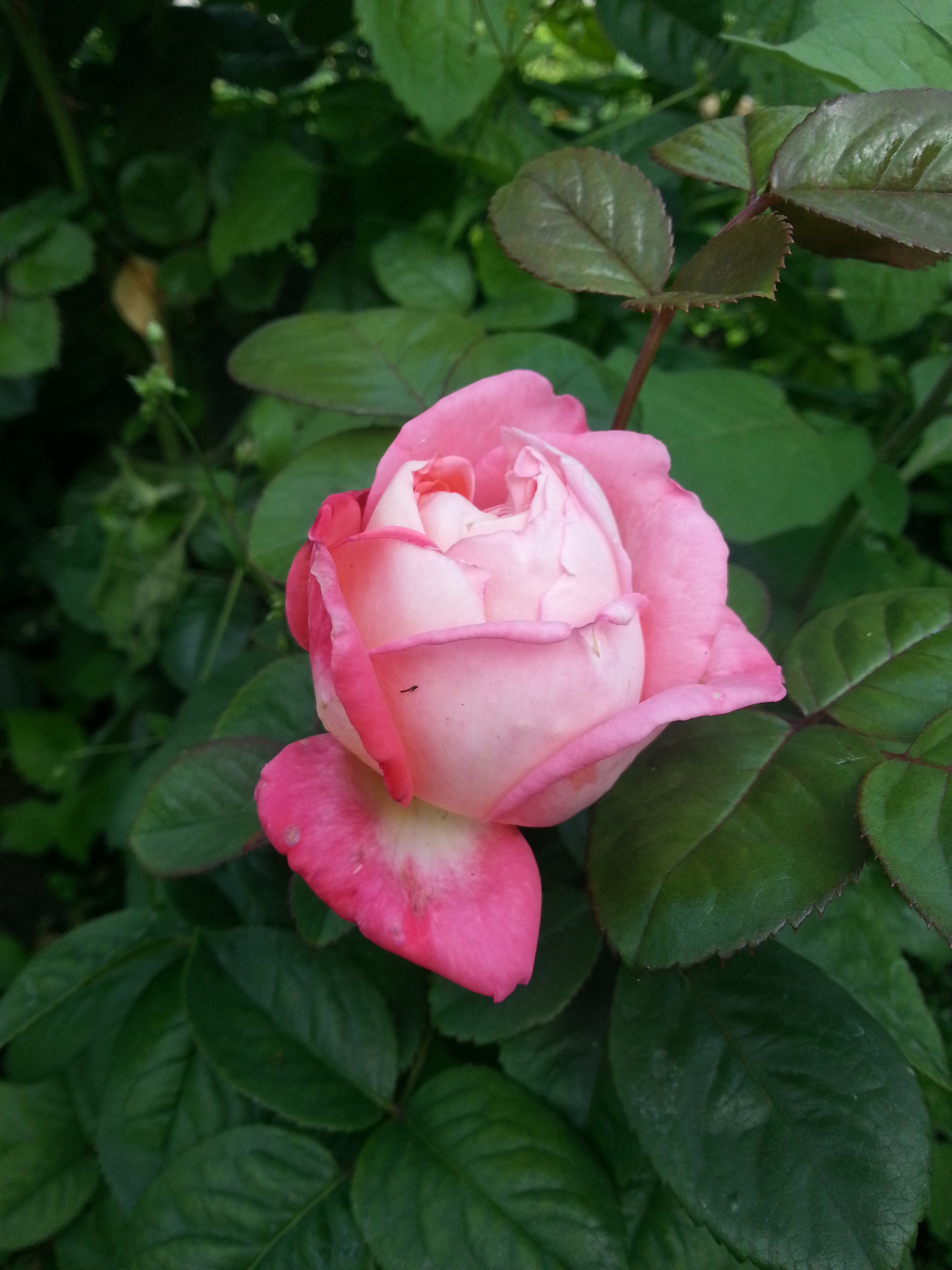 Samsung Galaxy S III