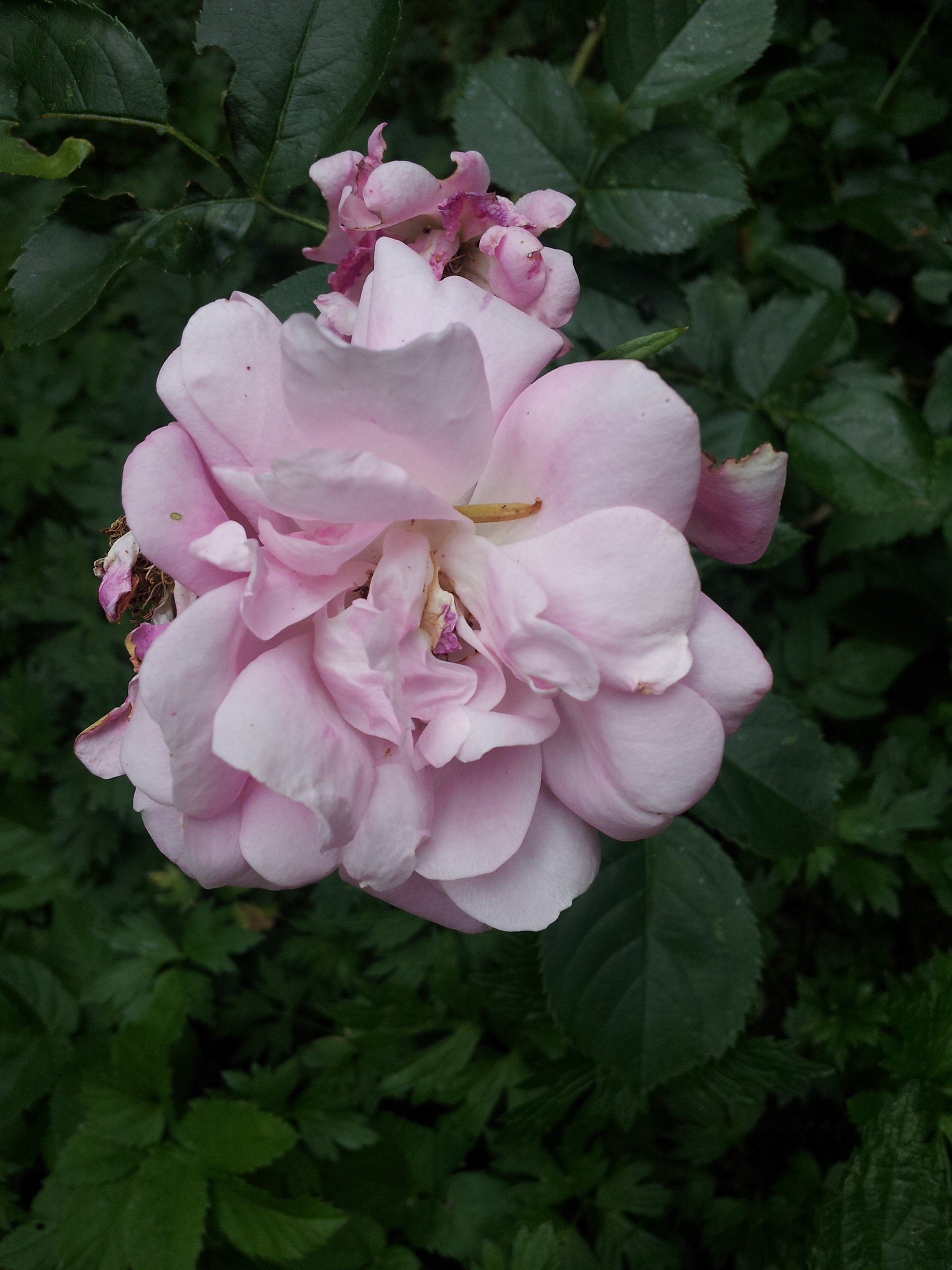 Samsung Galaxy S III