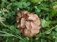 Samsung Galaxy S III