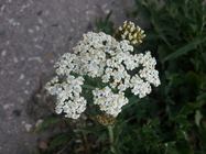 Samsung Galaxy S III