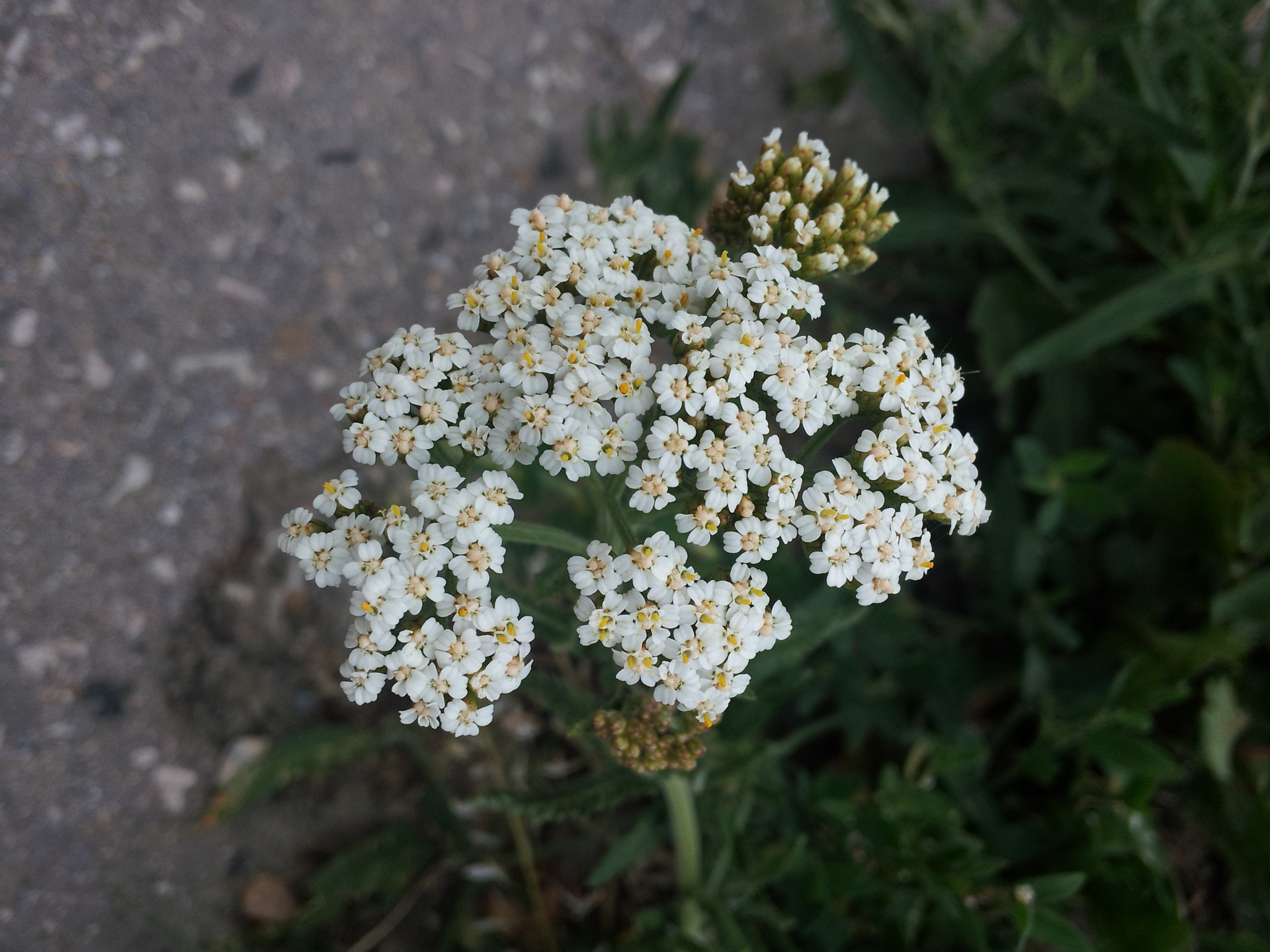 Samsung Galaxy S III