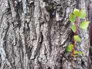 Samsung Galaxy S III