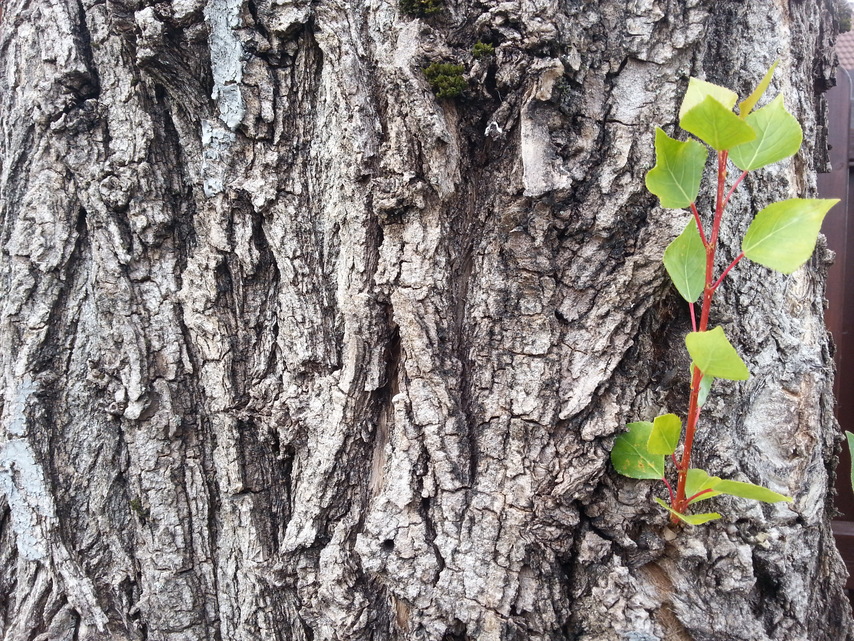 Samsung Galaxy S III