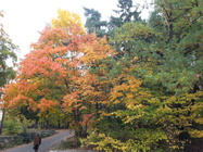 Samsung Galaxy S III