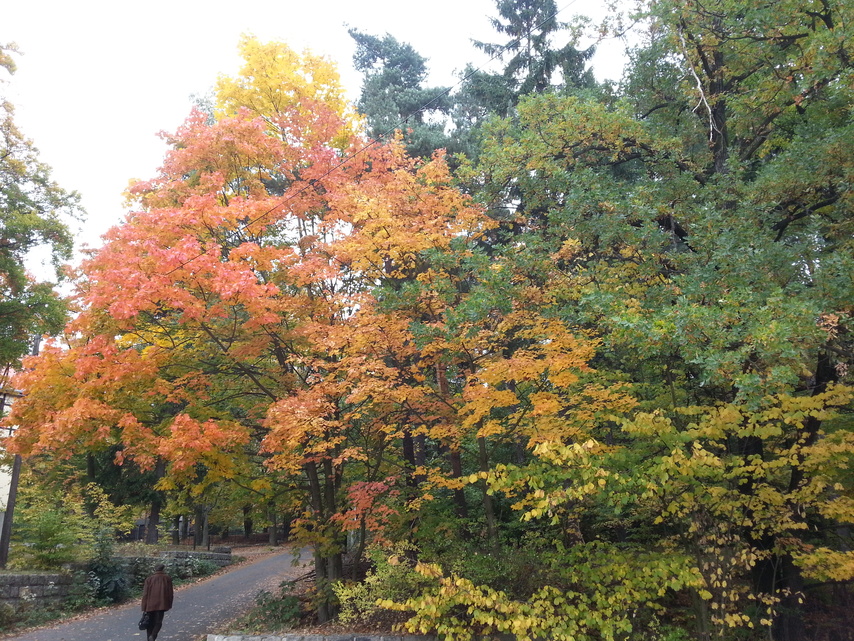 Samsung Galaxy S III