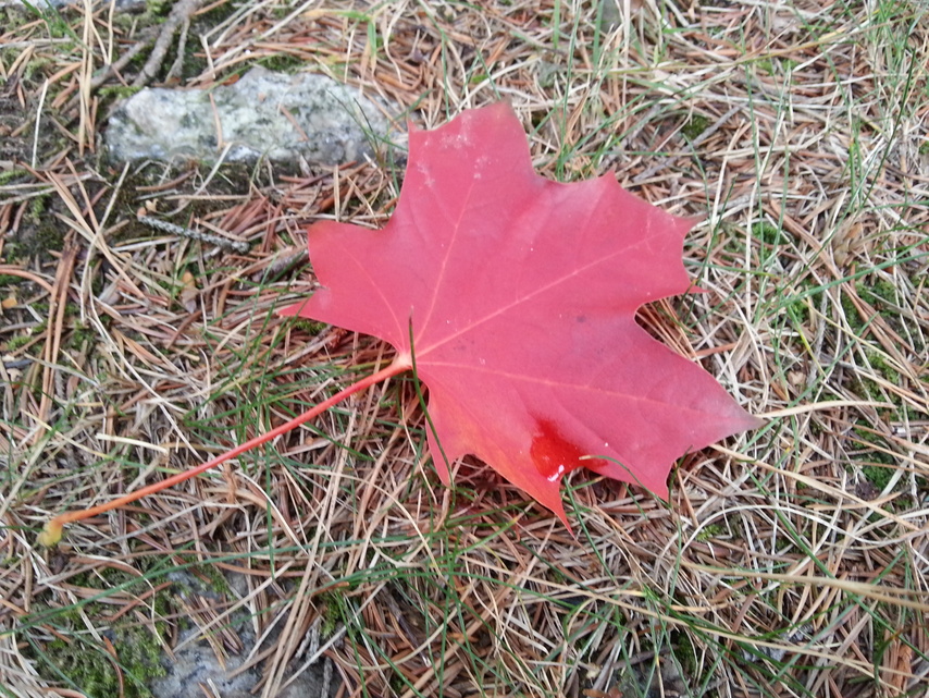 Samsung Galaxy S III