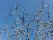 Samsung Galaxy S III mini