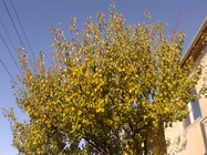 Samsung Galaxy S III mini